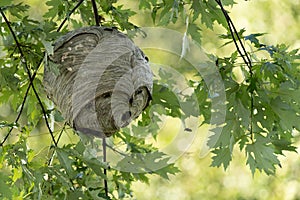 Hornets Nest in Maple Tree