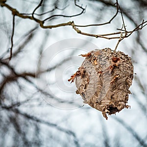 Hornets Nest In Tree