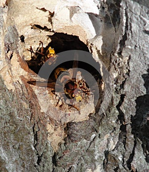 A hornets nest in a tree