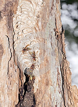 Hornets nest in the tree log