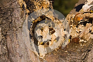 Hornets nesting in tree stump