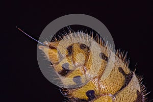 Hornets sting extreme macro view