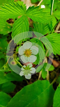 Hornischegg - Wild strawberry flowers blooming on a picturesque alpine meadow during vibrant spring season