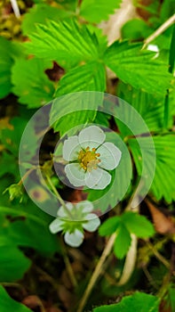 Hornischegg - Wild strawberry flowers blooming on a picturesque alpine meadow during vibrant spring season