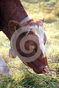 Hornless Cow 1