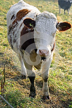Hornless Cow 2