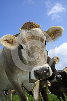 Hornless cow photo