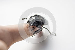 hornless female stag beetle. Lucanus cervus, the European stag beetle, is one of the best-known species of stag beetle