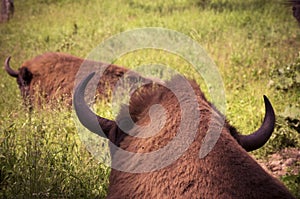 Horns of bison