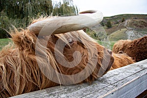 Horns and blond forelock