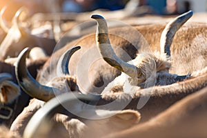 Horns of cows in a bovine fair