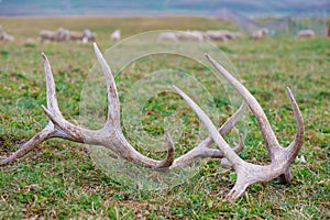 Horns of a deer