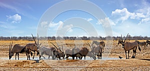 Horns galore - large herd of Oryx gather at a waterhole