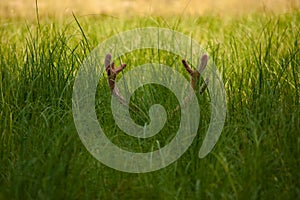 Horns in the grass