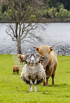 Horns and Horns - Shape and Cattle, Scotland