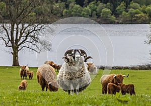 Horns and Horns - Shape and Cattle, Scotland