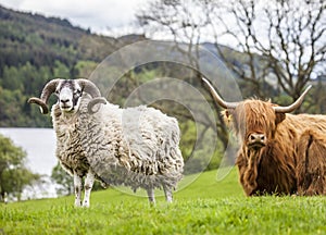 Horns and Horns - Sheep and Cattle, Scotland