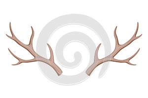 Horns. Hunting trophy. Vector horned wild animal. Pairs of antlers. Vector illustration of hunted animal, wildlife photo