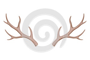 Horns. Hunting trophy. Vector horned wild animal. Pairs of antlers. Vector illustration of hunted animal, wildlife