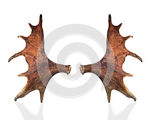 Horns of a large elk.