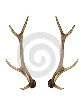 Horns of roe deer