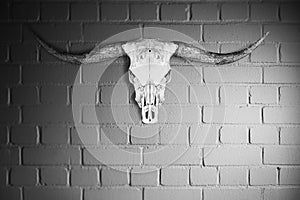 Horns skul mammal on the wall animal wildlife
