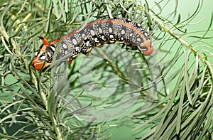 Hornworm caterpillar on spurge photo