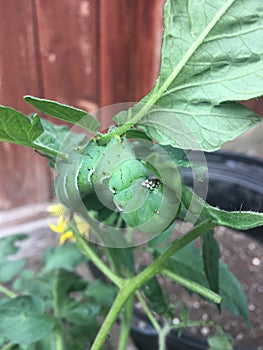 Hornworm on a Tomato Plant