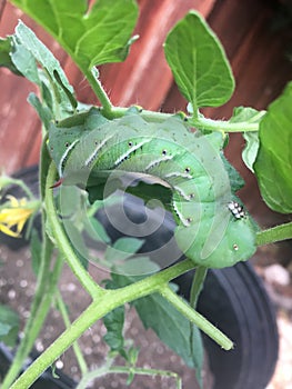 Hornworm on a Tomato Plant