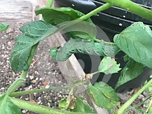 Hornworm on a Tomato Plant