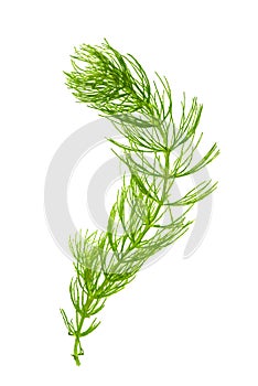 Hornwort  Ceratophyllum demersum  on white