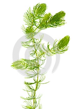 Hornwort  Ceratophyllum demersum  on white