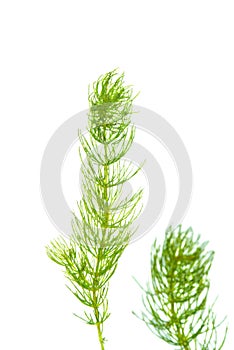 Hornwort  Ceratophyllum demersum  on white