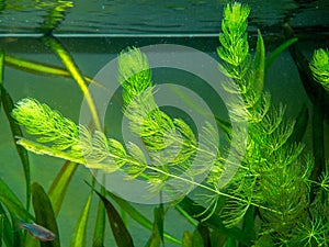 Hornwort plant Ceratophyllum demersum on a fish tank