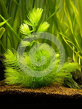 Hornwort plant Ceratophyllum demersum on a fish tank with blurred background
