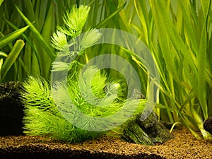 Hornwort plant Ceratophyllum demersum on a fish tank with blurred background