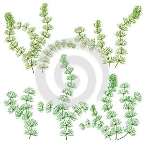 Hornwort set