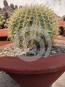 Horny Cactus at home nersury photo