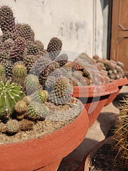 Horny Cactus plants at home nersury