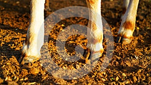 Horny capsule or Hoof of the cow or calf isolated on soil ground. Half white legs and cattle hooves bottom shot