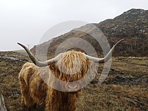 Horny Highland Cow
