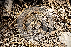 Horny Toad Blends in with the Pine Cones and Pine Straw Around Him