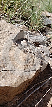 Horny Toad sunbathing in Arizona mountain forest photo