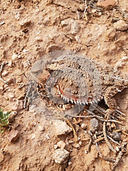 Horny toads is boss here Colorado