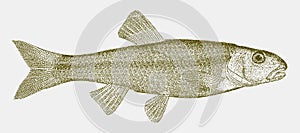 Hornyhead chub nocomis biguttatus, freshwater fish from the northern central of the united states