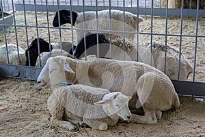 horoughbred sheep on a farm in the stall
