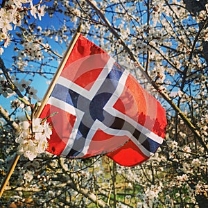 Horray for Norways birthday 17 mai photo