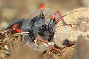 Horrid king assassin bug