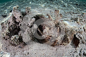 Horrid Stonefish on Rubble Seafloor in Indonesia