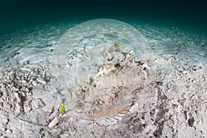 Horrid Stonefish on Sandy Seafloor in Indonesia